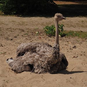 North African ostrich (Struthio camelus camelus), 2024-06-30
