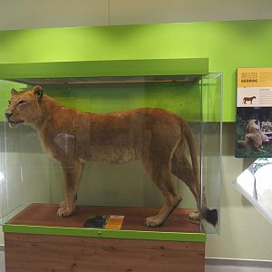 Asiatic lioness taxidermy, 2024-06-30