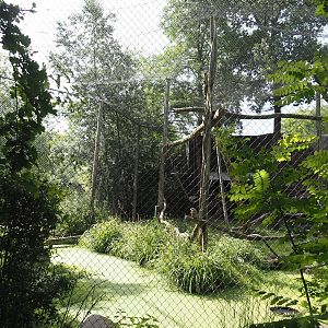 African monkey exhibit, at the time home to White-naped mangabeys, now housing Diana monkeys, 2024-06-30