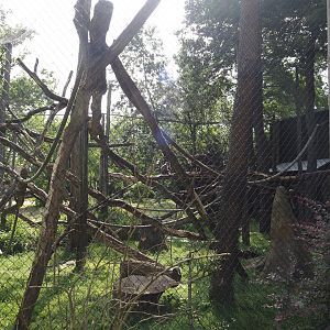 African monkey exhibit, at the time home to White-naped mangabeys, now housing Diana monkeys, 2024-06-30