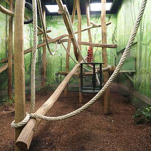 African monkey indoor exhibit, at the time home to White-naped mangabeys, now housing Diana monkeys, 2024-06-30