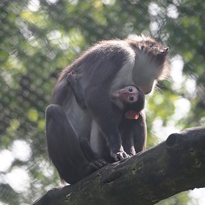 White-naped mangabey (Cercocebus atys lunulatus), 2024-06-30