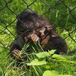 White-naped mangabey (Cercocebus atys lunulatus), 2024-06-30