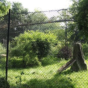 Serval exhibit, 2024-06-30