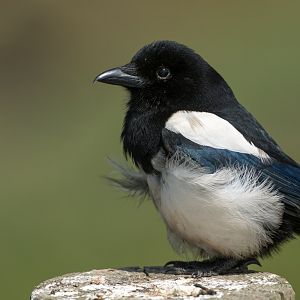 Juvenile Magpie (wild) UK