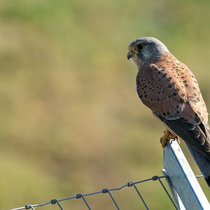 Common Kestrel (wild) UK