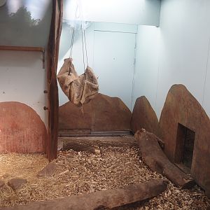 Serval indoor exhibit, 2024-06-30