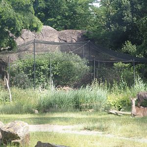 Kopje and serval exhibit, 2024-06-30
