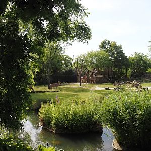Reticulated giraffe and Greater kudu (Now replaced by Saharan Dorcas gazelles) exhibit, 2024-06-30