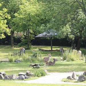 Parts of Reticulated giraffe and Greater kudu and Chapman's zebra and North African ostrich exhibits, 2024-06-30