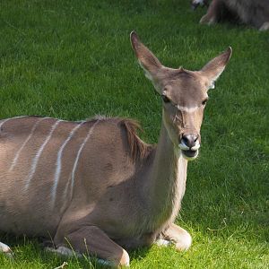 Greater kudu (Tragelaphus strepsiceros), 2024-06-30