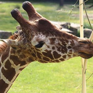 Reticulated giraffes (Giraffa reticulata), 2024-06-30