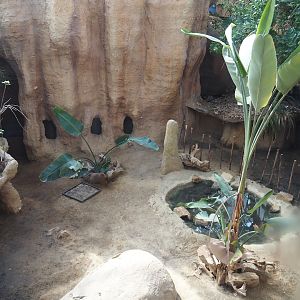 African spurred tortoise exhibit, 2024-06-30