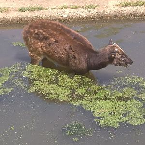 Prince Alfred's deer 1/6/25