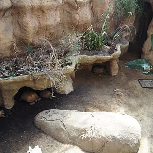 African spurred tortoise exhibit, 2024-06-30