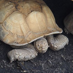 African spurred tortoise (Centrochelys sulcata), 2024-06-30