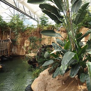 Slender-snouted crocodile exhibit, 2024-06-30