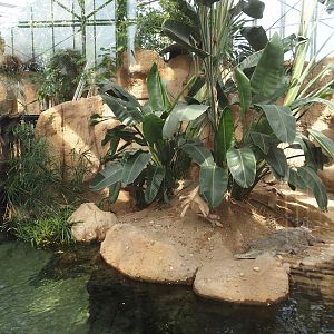 Slender-snouted crocodile exhibit, 2024-06-30