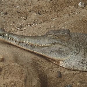 Slender-snouted crocodile (Mecistops cataphractus), 2024-06-30