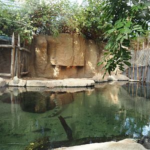 Nile crocodile exhibit, 2024-06-30
