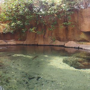 Nile crocodile exhibit, 2024-06-30