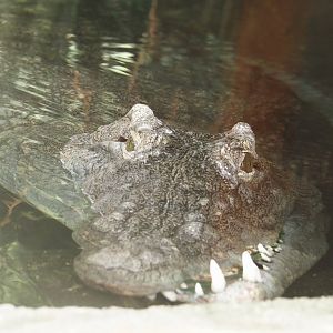 Nile crocodile (Crocodylus niloticus), 2024-06-30