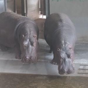 Hippos for the very last time