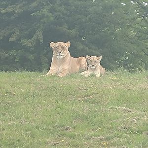Lioness & cub 1/6/25
