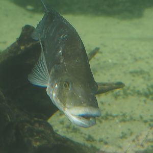 Mozambique tilapia (Oreochromis mossambicus), 2024-06-30