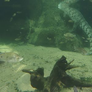 Underwater view of the Nile crocodile exhibits with crocodile and tilapias, 2024-06-30