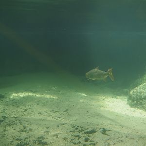 Underwater view of the Nile crocodile exhibits with Common African tigerfish, 2024-06-30