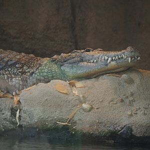 Nile crocodile (Crocodylus niloticus), 2024-06-30
