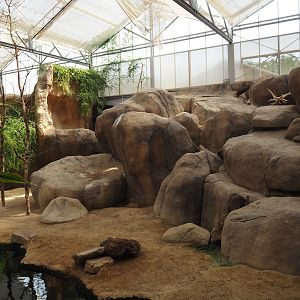 Rock hyrax exhibit, 2024-06-30