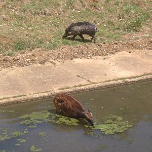Prince Alfred deer & warty pig 1/6/25