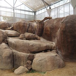 Rock hyrax exhibit, 2024-06-30