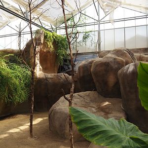 Rock hyrax exhibit, 2024-06-30