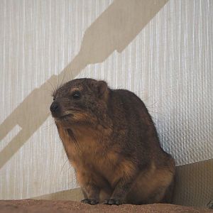 Cape hyrax (Procavia capensis capensis), 2024-06-30