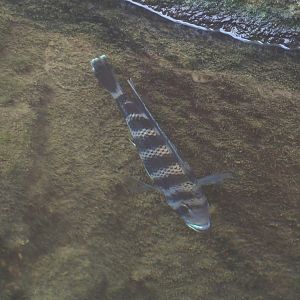 Zebra tilapia (Heterotilapia buettikoferi), 2024-06-30