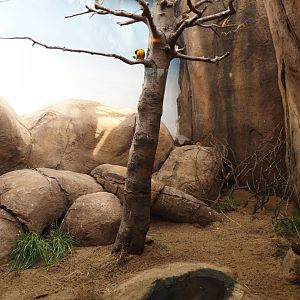 Village weaver and Speckled mousebird exhibit, 2024-06-30