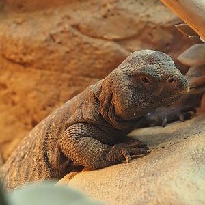 North African mastigure (Uromastyx acanthinura), 2024-06-30