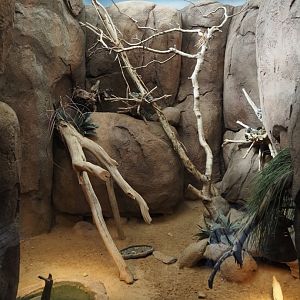 Pancake tortoise exhibit, 2024-06-30