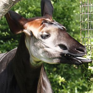 Okapi (Okapia johnstoni), 2024-06-30