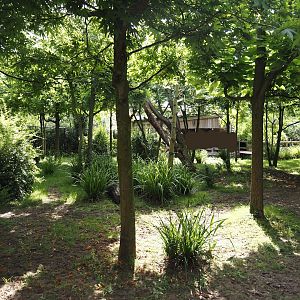 Congo Forest aviary - First okapi paddock, 2024-06-30