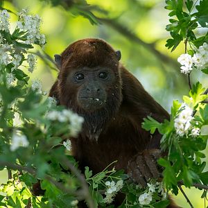Red Howler, YWP, UK
