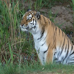 Amur Tiger (f) YWP UK