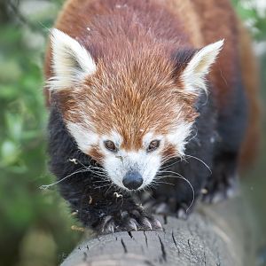 Red panda, YWP, UK