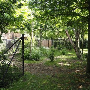 Congo Forest aviary - First okapi paddock, 2024-06-30