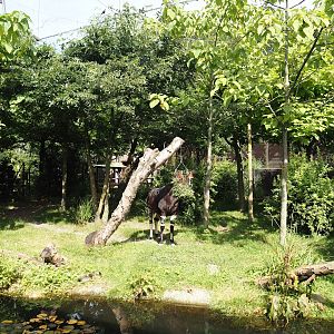 Congo Forest aviary - First okapi paddock, 2024-06-30