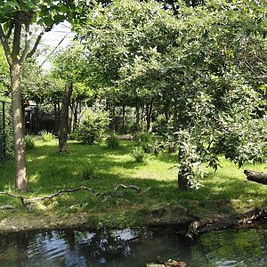 Congo Forest aviary - Second okapi paddock, 2024-06-30