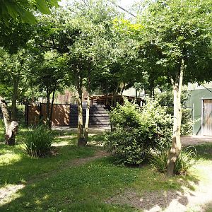 Congo Forest aviary - Second okapi paddock, 2024-06-30